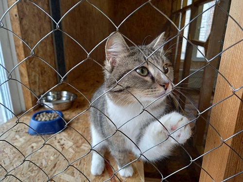 Ишимский приют принимает кошек и собак из подтопляемых территорий
