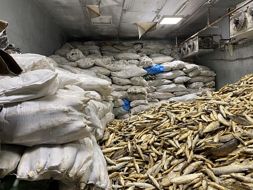 В Тюмени за незаконное приобретение и хранение 143 тонн рыбы оштрафован директор предприятия