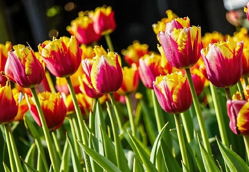 Тюльпаны могут радовать садоводов дольше: советы для дачников