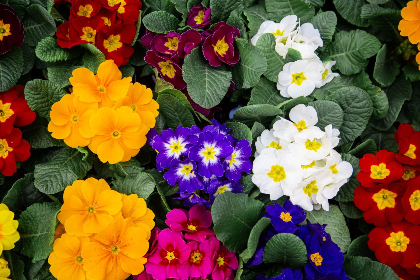 Самые яркие и неприхотливые многолетние цветы для сада и дачи | Интернет магазин Аэлита