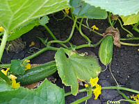 Тюменские специалисты рассказали об органических удобрениях