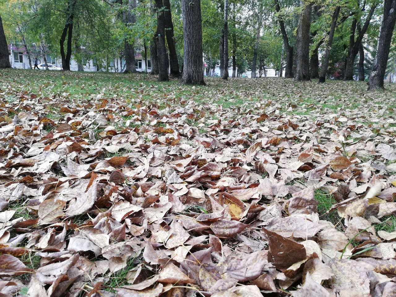 Народные приметы: листопад продолжается - к тяжелому году | Вслух.ru