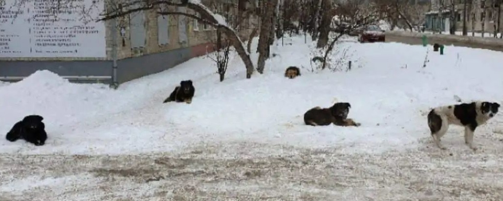 У алексея 5 собак январь февраль март. Стая собак напала на ребенка. Бродячие собаки Тюмени. Бродячие собаки загрызли ребенка.