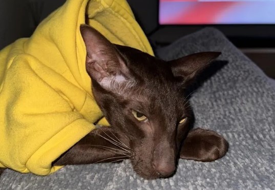 Тюменка продает вредного и мстительного кота за миллион рублей