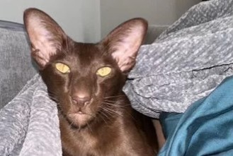 Тюменка продает вредного и мстительного кота за миллион рублей