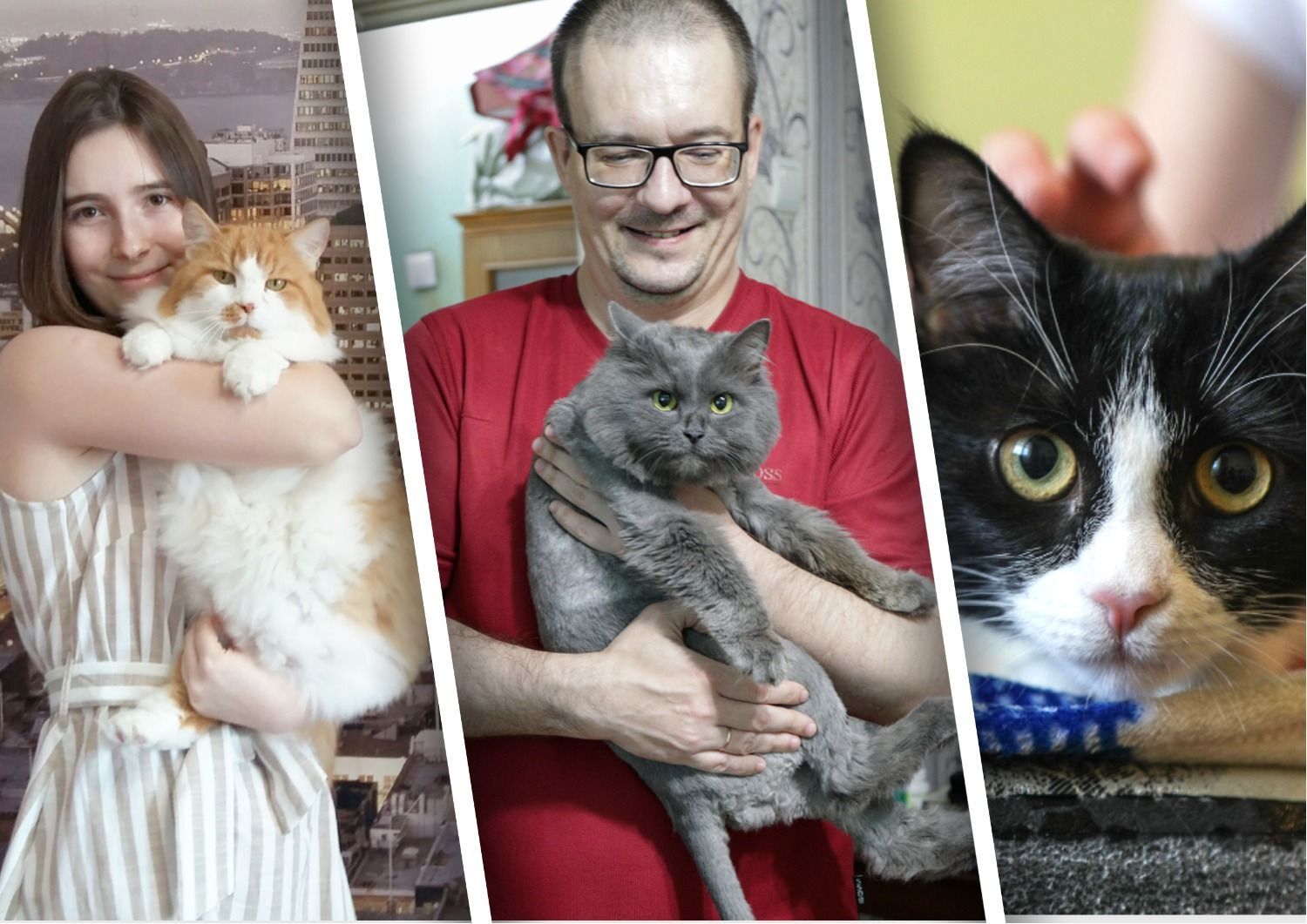 Счастливые истории Вслух.ру: кошки, нашедшие дом | Вслух.ru