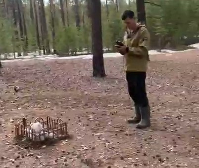 В тюменском лесу обнаружено нелегальное кладбище домашних животных
