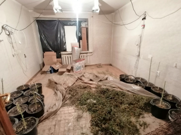 В арендованной квартире тюменка выращивала марихуану в промышленных масштабах
