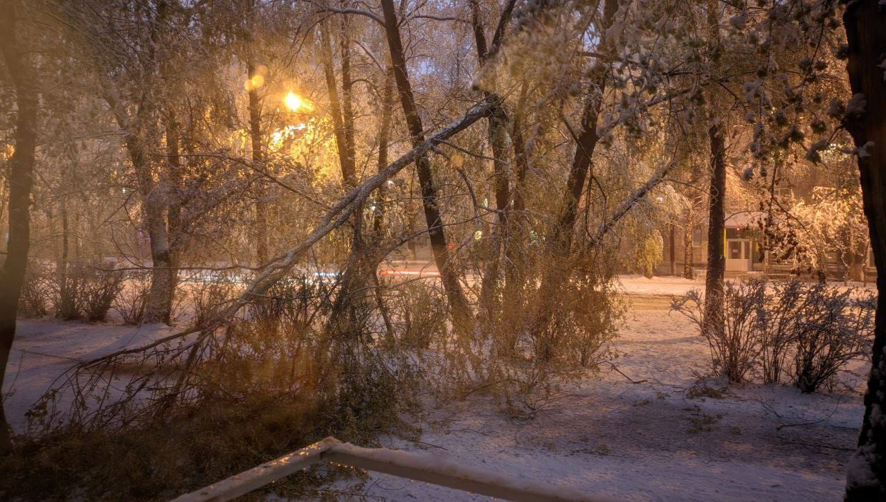 Из-за майского снегопада в Тюмени падают деревья | Вслух.ru