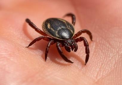 Что делать, если присосался клещ: инструкция от эксперта Роспотребнадзора