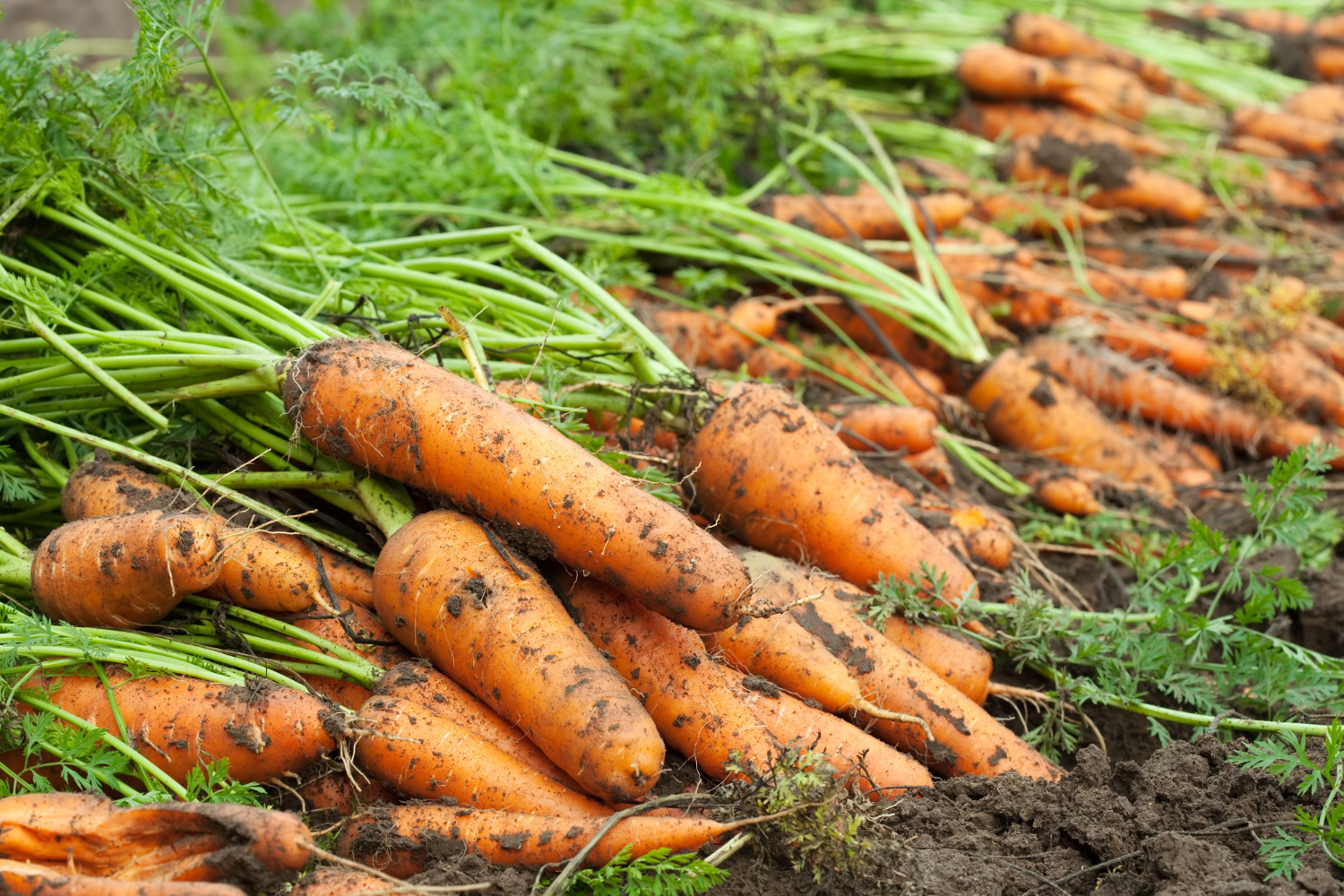 Как зимой хранить морковь?