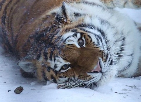 В зоопарке Новосибирска умер редкий тигр