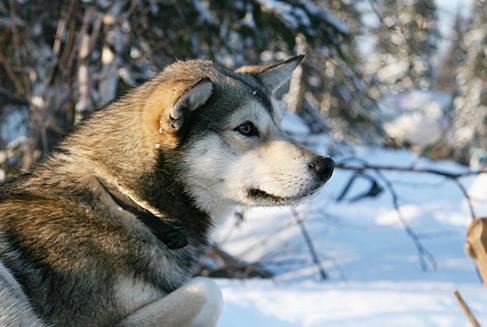 В Татарстане бродячие собаки накинулись на мать с малышом