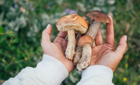 Как правильно заморозить свежие грибы на зиму