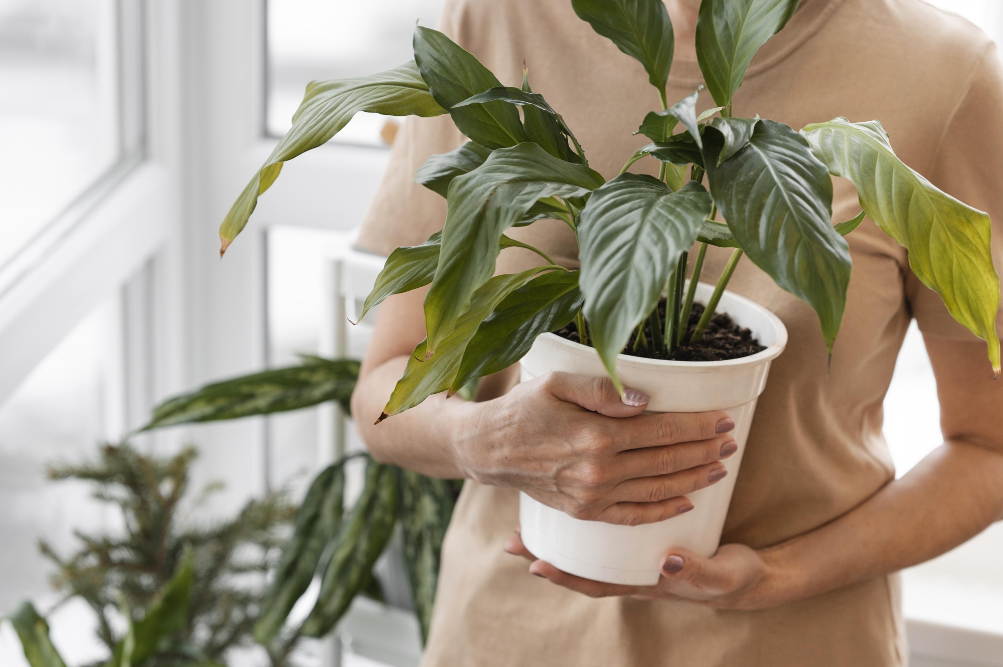 Какие вредители угрожают комнатным растениям и как с ними бороться
