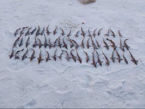 Ужин ценой в полмиллиона: в Тюменском районе задержали браконьера за вылов стерляди