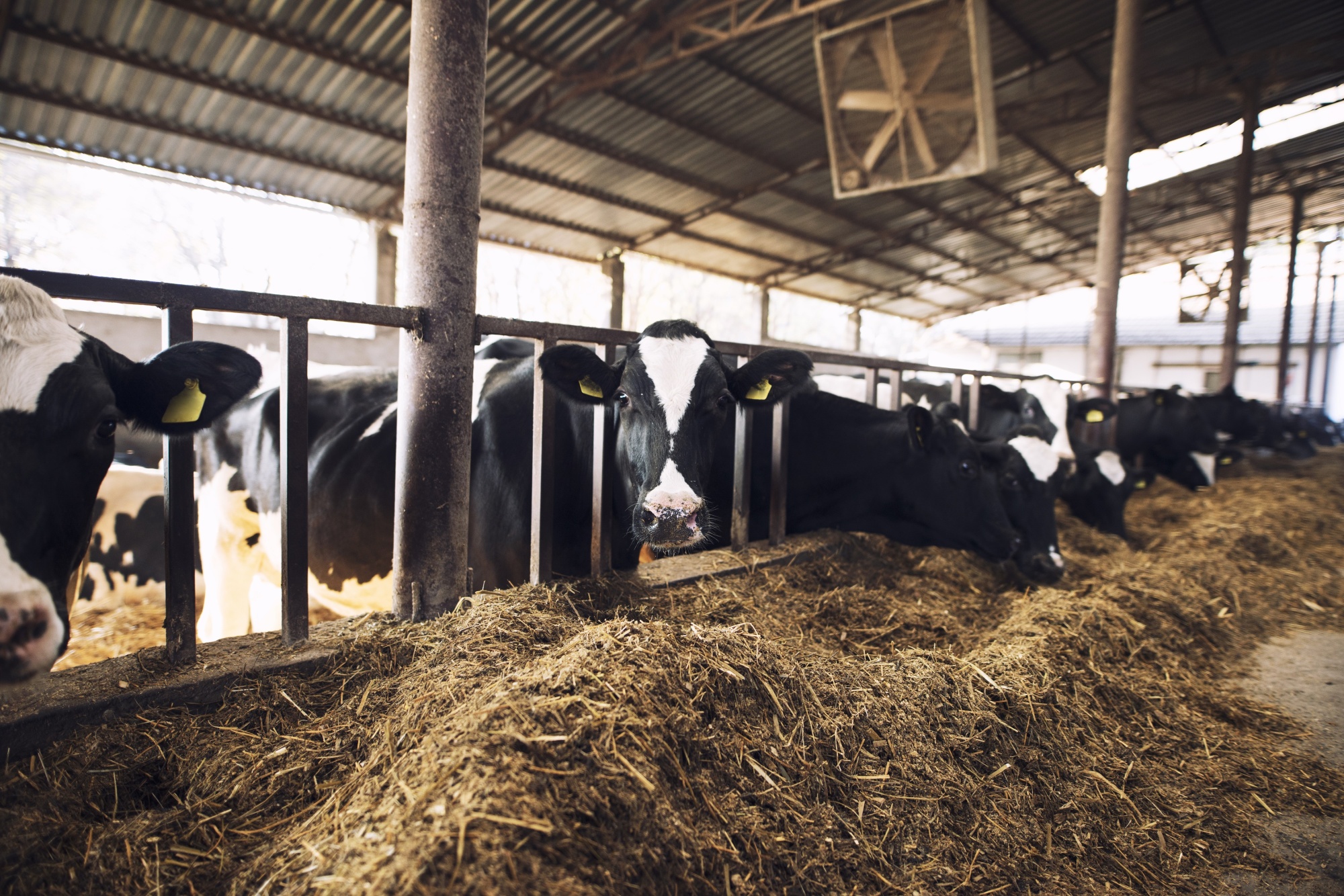 Современная мини ферма для коров и ее устройство
