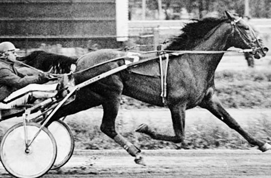 Один из лучших скакунов России - Сорренто. Фото с официального сайта Тюменского ипподрома