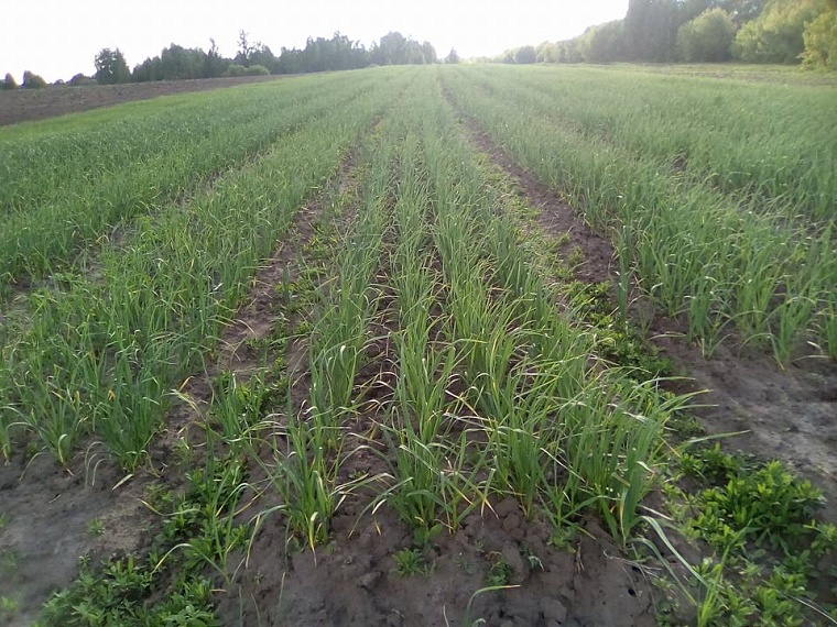 Как тюменский режиссер стал чесночным королем