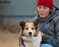 Зоозащитница Анна Москвина: На место убитой собаки придут четыре