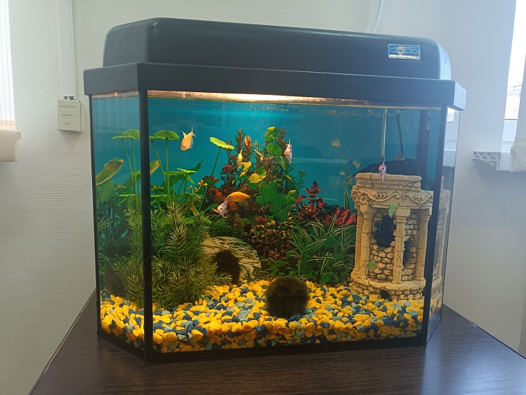 Рыбки в кабинете у природоохранного прокурора всегда под надежной защитой