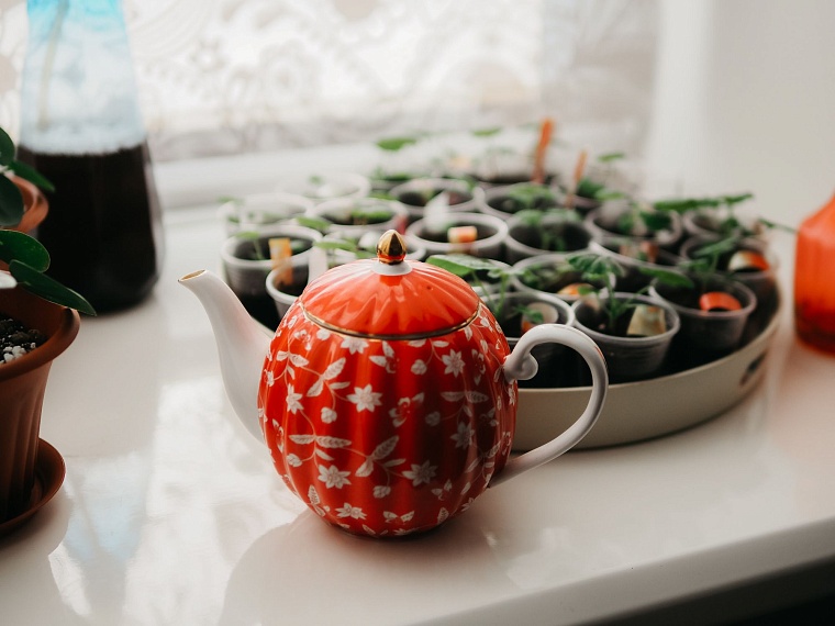 "У меня 50 горшков — я хочу больше”: как тюменка превращает дом в сад