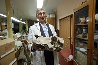 Палеонтолог Павел Косинцев: кладбище мамонтов в Тюменской области возникло из-за природной ловушки