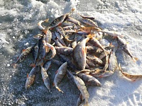 Секреты зимней рыбалки в Тюмени: как в первый раз выйти на лед