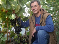 Как вырастить шикарный виноград в Сибири. Опыт тюменца с 18-летним стажем