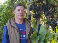 Как вырастить шикарный виноград в Сибири. Опыт тюменца с 18-летним стажем