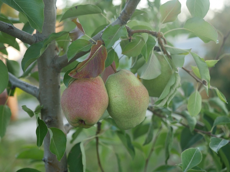 Как вырастить шикарный виноград в Сибири. Опыт тюменца с 18-летним стажем