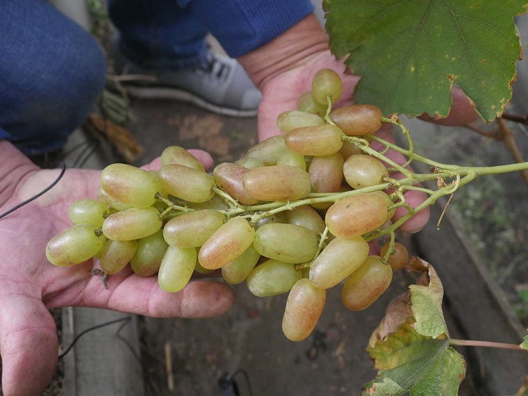 Как вырастить шикарный виноград в Сибири. Опыт тюменца с 18-летним стажем