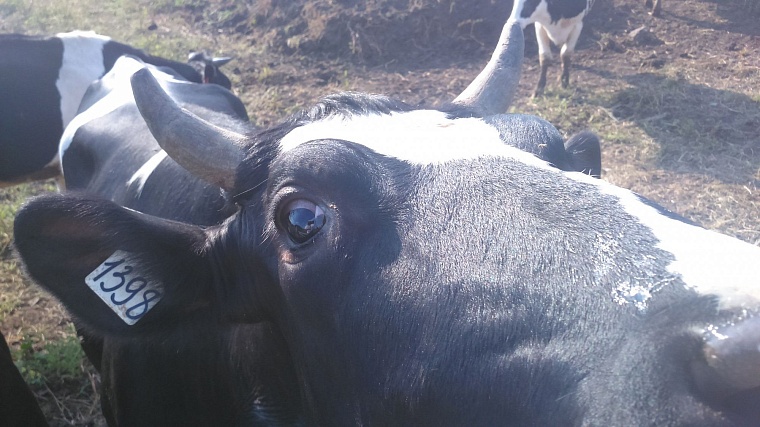 Фермер Максим Панов: Мне кажется, люди забыли о чем-то главном