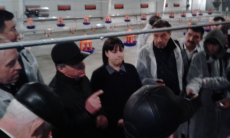 Индейка рубль бережет