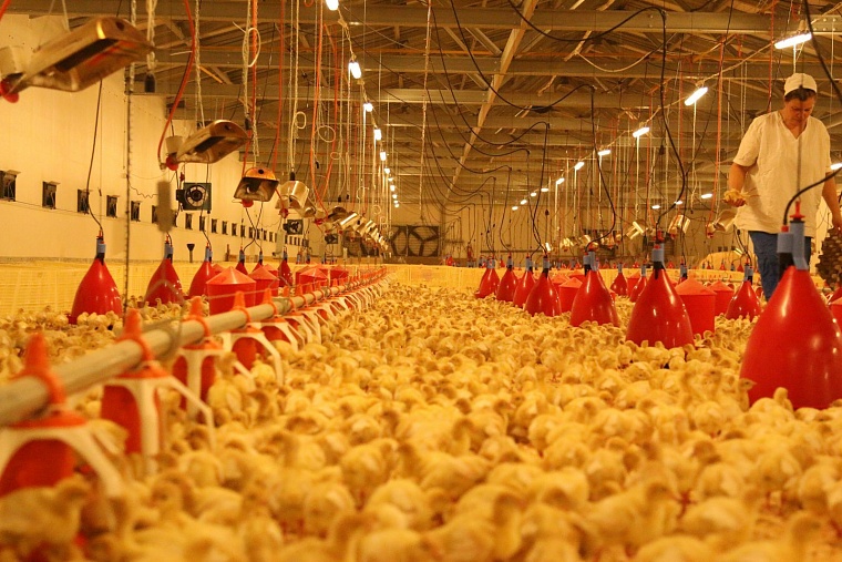 Индейка рубль бережет