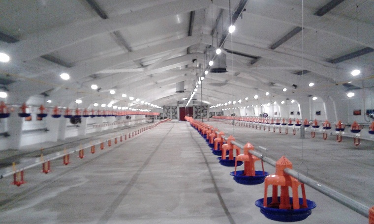 Индейка рубль бережет