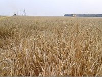 Аграрии Тюменского района приступили к уборке зерновых
