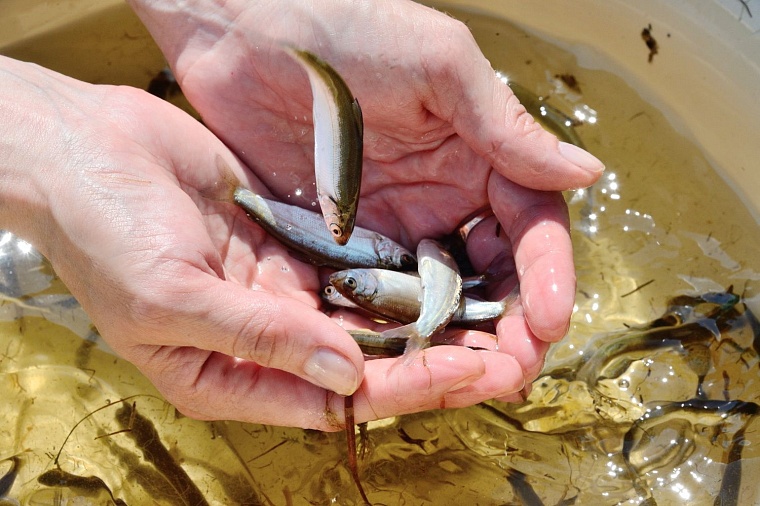 Тюменская область возвращает себе позиции рыбного региона