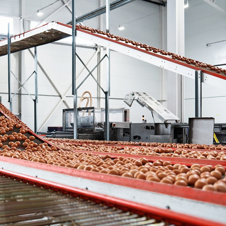 Производство яиц в Тюменской области в 3,5 раза превышает потребности региона