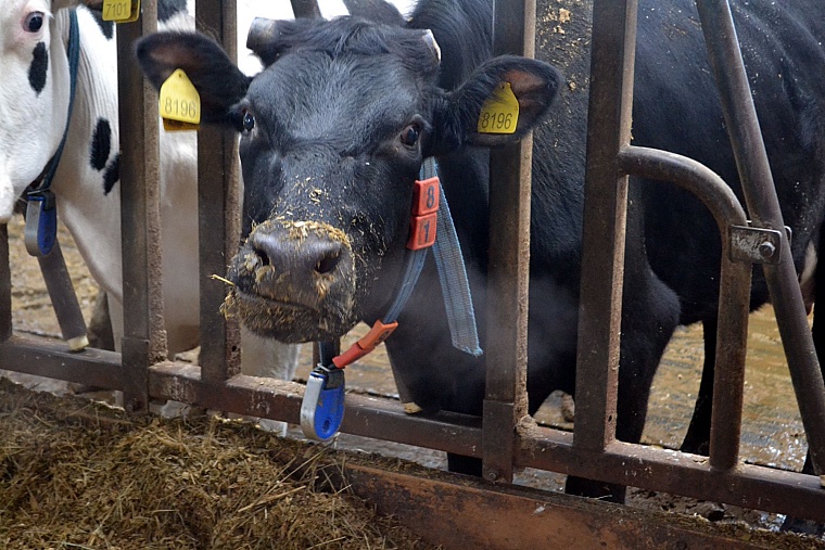 В Тюменской области выросли показатели всех отраслей АПК