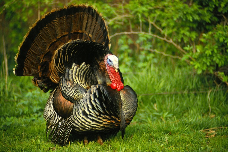 В 2016-м в Тюменской области начнут производить новые сладости и индейку