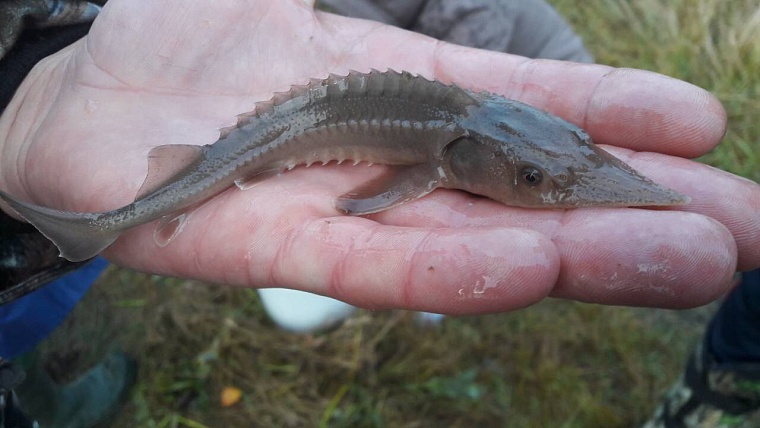 АО «Транснефть – Сибирь» подвело итоги экологической деятельности за 9 месяцев