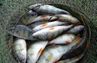 Тюменцы всерьез взялись за разведение рыбы