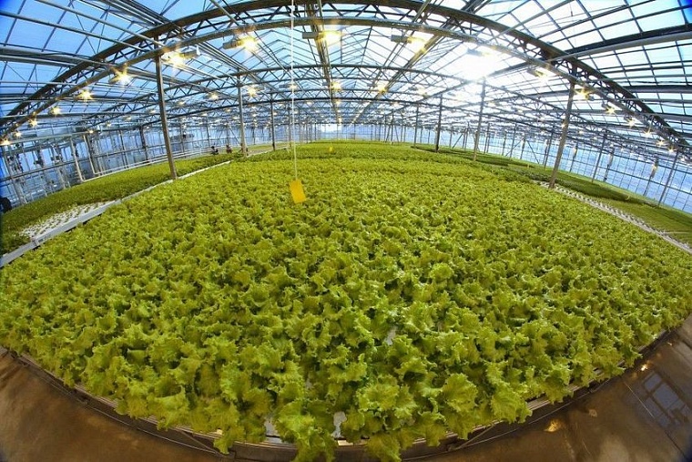 Губернатор осмотрел теплицы «ТюменьАгро» в Нариманово