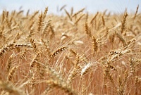Эксперт: строительство элеваторов для зерна – важное направление для развития экономики