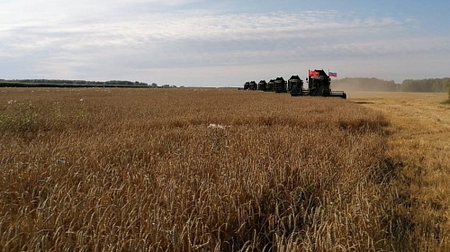 В Тюменской области семена яровых культур проверяют на качество в Россельхозцентре