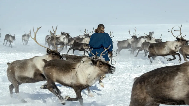 На Ямале стартовала вакцинация оленей от сибирской язвы