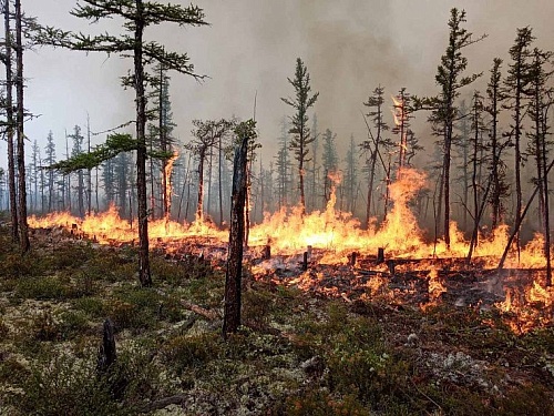 Деньги и путевки. Как в Тюменской области помогут тюменцам, пострадавшим от природных пожаров