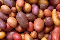«Опора России» оценила идею строительства завода по переработке картофеля