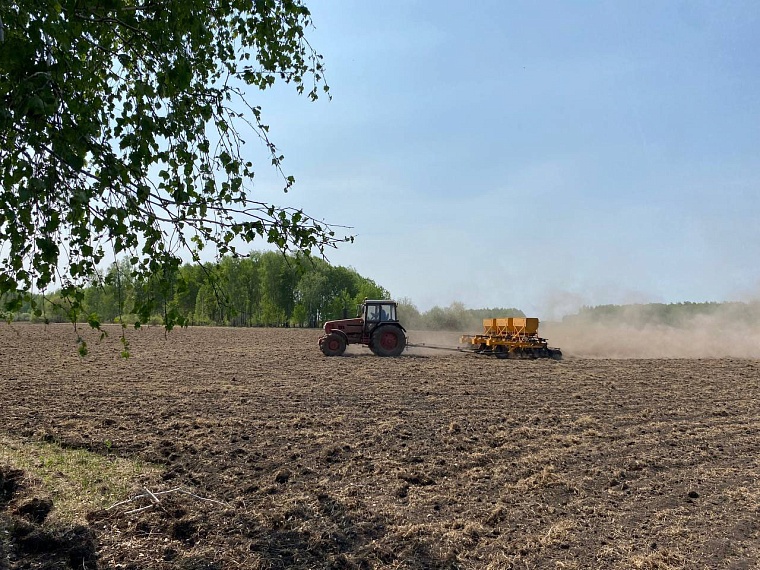 На полях Тюменской области засеяли  «Абалак», «Отраду», «Икар»